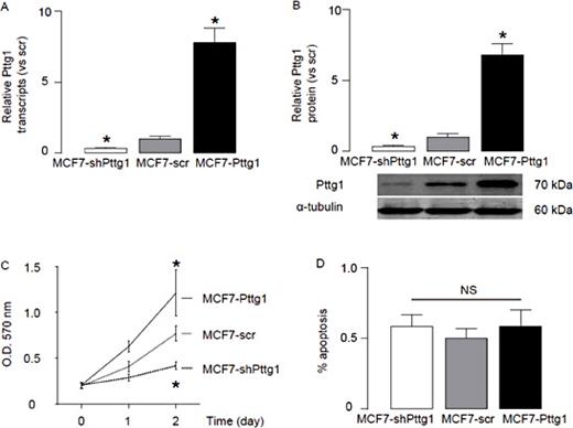 Fig. 2. Pttg1 increases BC cell proliferation. We used either a Pttg1-overexpressing plasmid, or a plasmid carrying short hairpin small interfering RNA (shRNA) for Pttg1 (shPttg1), to transfect a human BC cell line, MCF7, to increase or decrease Pttg1 levels respectively. MCF7 cells were also transfected with a plasmid carrying a scrambled sequence (scr) as controls. (A-B) The modifications of Pttg1 levels in MCF7 cells were confirmed by RT-qPCR (A), and by Western blot (B). (C) We found that overexpression of Pttg1 in MCF7 cells (MCF7-Pttg1) significantly increased cell growth in an MTT assay, while depletion of Pttg1 in MCF7 cells (MCF7-shPttg1) significantly decreased cell growth. (D) We examined cell apoptosis in these Pttg1-modified MCF7 cells and found that the changes in Pttg1 levels in MCF7 cells did not significantly alter the apoptosis of the cells. *p<0.05. NS: non-significant. n=5. Statistics: one-way ANOVA with a Bonferoni correction.