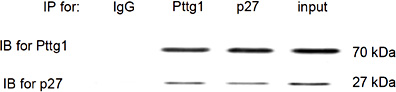 Fig. 4. Pttg1 directly binds to p27. Co-immunoprecipitation (IP) was performed, showing direct association between Pttg1 and p27. IB: immunoblot.