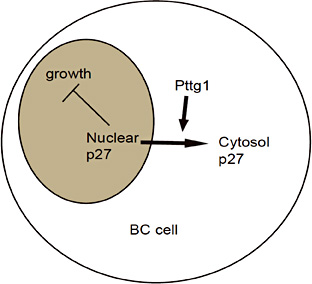 Fig. 5. Schematic of the model. Pttg1 may directly bind to p27, which induces nuclear exclusion of p27 to allow the BC cells to grow.