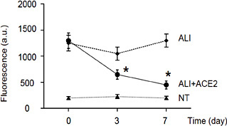 Fig. 2. ACE2 treatment attenuates ALI-induced increases in lung vessel permeability. We examined the effects of ACE2 on lung vessel permeability at 0 day, 3 days and 7 days after ACE2 treatment. The fluorescence pharmacokinetics profile of the photosensitizer was measured 15 minutes after i.v. injection of 62.5 µg/kg Visudyne. We found that ALI significantly increased lung vessel permeability, while ACE2 alleviated the ALI-induced increases in lung vessel permeability. *p < 0.05. N = 10.