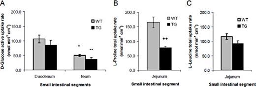Fig. 1. Reduced proline transport in Tis7tg vs. WT small intestine. Uptake rates of D-glucose (A), proline (B) and leucine (C) were measured in vitro by the everted sleeve technique. (A) Glucose uptake rates are higher in duodenum compared to ileum but there is no significant difference comparing tis7tg to WT. WT duodenum vs. WT ileum ; + p ≤ 0.05 ; Tis7tg duodenum vs. tis7tg ileum ** p≤ 0.05. (B) Proline uptake is reduced in tis7tg vs WT jejunum; ++p ≤ 0.05. (C). Leucine uptake is unchanged in tis7tg vs WT jejunum. Error bars represent the SEM.