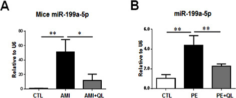 Fig. 3. miR-199a-5p is increased in cardiac hypertrophy, while reduced after treatment with Qiliqiangxin. (A) The miR-199a-5p expression level in experimental acute myocardial infarction (AMI) mouse model in the presence or absence of Qiliqiangxin (QL) treatment (n = 4). (B) The miR-199a-5p expression level in phenylephrine (PE)-induced hypertrophic cardiomyocytes in the presence or absence of QL treatment (n = 6). *, P < 0.05; **, P < 0.01; ***, P < 0.001.