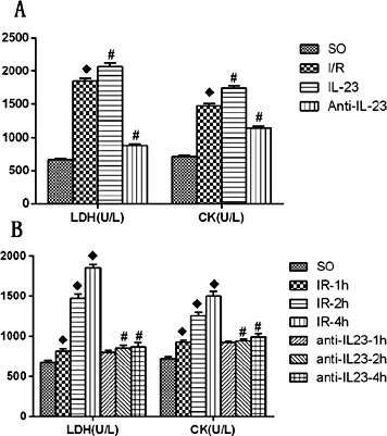 Fig. 2. Effect of IL-23 on LDH and CK during I/R. ◆ P < 0.05, vs. SO group; # P < 0.05, vs I/R group. LDH, lactate dehydrogenase; CK, creatine kinase; SO, Sham-operated control; I/R, ischemia/reperfusion; IR-1h, after reperfusion 1 h; IR-2h, after reperfusion 2 h; IR-4h, after reperfusion 4 h.