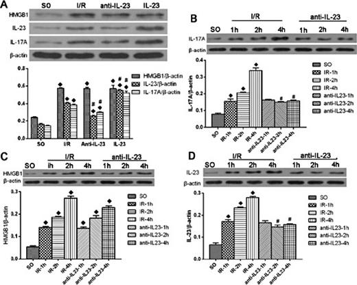 Fig. 3. Effect of IL-23 on HMGB1 and IL-17A. ◆ P < 0.05, vs. SO group; # P < 0.05, vs I/R group. HMGB1, high mobility group box protein 1; IL-17A, interleukin-17A; SO, Sham-operated control; I/R, ischemia/reperfusion; IR-1h, after reperfusion 1 h; IR-2h, after reperfusion 2 h; IR-4h, after reperfusion 4 h.