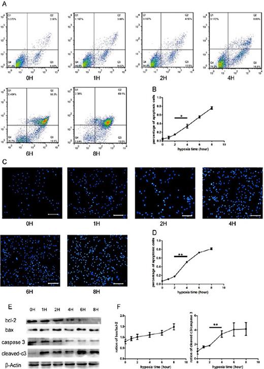 Fig. 2. Hypoxia increases NRVMs apoptosis. (A) Flow cytometry detected NRVMs apoptosis after hypoxia for different time. (B) Statistic analysis of flow cytometry results for apoptotic cell percentage. (C) Hoechst staining revealed NRVMs apoptosis after hypoxia for different time, (scale bar: 100μm). (D) Statistic analysis of hochest staining results for apoptotic cell percentage. (E) Western blot of Bcl-2, Bax, Caspase 3 and cleaved-Caspase 3 in NRVMs after hypoxia for different time. (F) Protein densitometric quantification of Bax/Bcl-2 and cleaved-Caspase 3/Caspase 3. *p < 0.05 and **p < 0.01. All results are mean±SEM of three independent experiments.