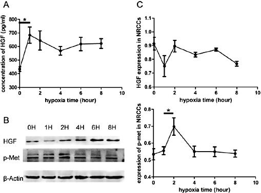 Fig. 3. HGF expression and release fluctuate during hypoxia process and c-Met receptor is activated at early stage. (A) ELISA analysis for HGF concentration in NRVMs medium, hypoxia for different time. (B) Western blot analysis for HGF expression and c-Met phosphorylation in NRVMs at different hypoxia time. (C) Protein densitometric quantification of HGF and phosphorylated c-Met. *p < 0.05. All results are mean±SEM of three independent experiments.