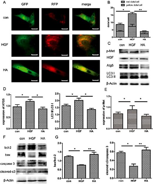Fig. 4. Exogenous HGF increases NRVMs autophagy and decreases apoptosis, while HGF neutralizing antibody has the opposite effect. (A) Fluorescent microscopy analysis of NRVMs transiently overexpressing mRFP-GFP-LC3, HGF (100ng/mL), HGF neutralizing antibody (10μg/mL) or PBS was added into medium and hypoxia for 2h. con: control, HA: HGF neutralizing antibody group. (B) Statistic analysis of fluorescent points in NRVMs. (C) Western blot analysis of p-Met, HGF, Atg5, LC3 I and LC3 II. (D) Protein densitometric quantification of Atg5 and LC3 II/LC3 I ratio. (E) Statistic analysis of the p-Met expression in NRVMs. (F) Western blot analysis of Bcl-2, Bax, Caspase 3, cleaved-Caspase 3 in NRVMs hypoxia for 4h. (G) Protein densitometric quantification of Bax/Bcl-2 and cleaved-Caspase 3/Caspase 3. *p < 0.05, **p < 0.01. All results are mean±SEM of three independent experiments.