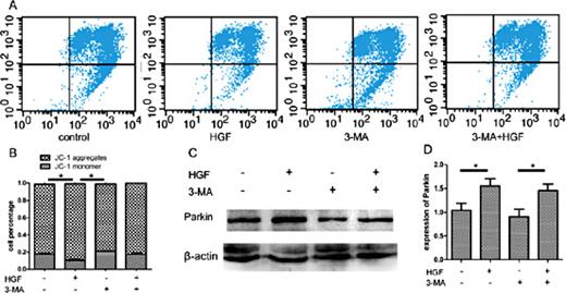 Fig. 6. Exogenous HGF reduces injured mitochondria rate while 3-MA reverses this effect. (A) Flow cytometry detected the results of JC-1, HGF (100ng/mL) and/or 3-MA (10mM) were added into NRVMs medium and hypoxia for 4h. (B) Western blot analysis of Parkin in NRVMs. (C) Statistic analysis of JC-1. (D) Protein densitometric quantification of Parkin. *p < 0.05. All results are mean±SEM of three independent experiments.
