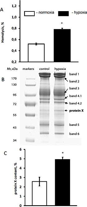 Fig. 3. Effect of hypoxia on hemolysis and the content of membrane bound proteins in human erythrocytes. A - Hemolysis of erythrocytes under conditions of normoxia and hypoxia. Means ± S.E. from 4 independent experiments are shown. The total content of hemoglobin was taken as 100%. * p<0.01. B - Representative PAGE of erythocyte ghost obtained in normoxic and hypoxic conditions. C - the relative protein X content in erythrocyte membranes obtained in control (open bars) and hypoxic (black bars) conditions. Means ± S.E. from 4 independent experiments are shown. The content of band 3 protein was taken as 100%. * p<0.01.