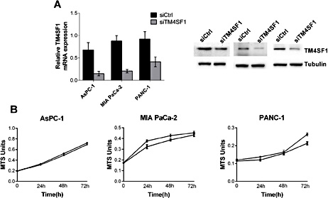 Fig. 2. In vitro proliferation of AsPC-1, MIA PaCa-2, and PANC-1 cells was not significantly altered after transfection with siTM4SF1. (A) qRT-PCR analysis of mRNA expression after silencing TM4SF1 expression in AsPC-1, MIA PaCa-2 and PANC-1 cells. (B) MTS assays showed that the cell growth rates of siControl-transfected cells and siTM4SF1-transfected cells were not significantly different.*P < 0.05 vs control group.