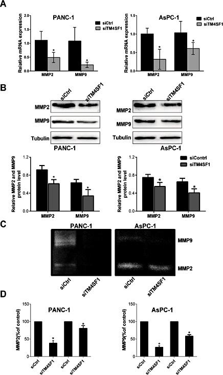 Fig. 4. Silencing of TM4SF1 decreased the expression and activity of MMP2 and MMP9. (A) the mRNA expression of MMP2 and MMP9 measured by qRT-PCR in AsPC-1 and PANC-1 cells after different treatments. (B) Western blot analysis of the protein expression of MMP2 and MMP9 after silencing TM4SF1 compared with a negative control. (C) Gelatin zymography of activated MMP2 and MMP9 in the conditioned media of si-Control-transfected and siTM4SF1-transfected cells. (D) densitometric analysis of MMP2 and MMP9 enzymatic activity. *P < 0.05 vs control.
