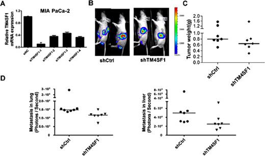 Fig. 5. Reduction in pancreatic cell metastasis in vivo after TM4SF1 silencing. (A) the mRNA expression of TM4SF1 in MIA PaCa-2 cells after knocking down TM4SF1 using shRNA. (B) growth of orthotopic tumors using MIA PaCa-2 cells that stably expressed shControl or shTM4SF1. (C) the tumor weights of the shControl and shTM4SF1 groups were not significantly different. (D) the incidences of metastasis to the lung and liver were calculated. TM4SF1 silencing significantly reduced the incidence of lung and liver metastases. *P < 0.05 versus control by Mann-Whitney U test, P = 0.007 for lung metastasis, P= 0.0265 for liver metastasis (for seven animals).