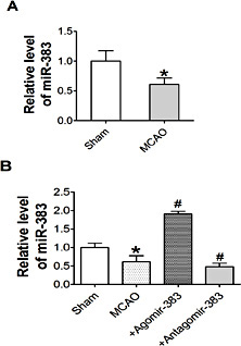 Fig. 1. The expression of miR-383 both in MCAO and injection rats. (A) Decrease in miR-383 in a rat model of MCAO after 24h surgery. *P < 0.05 vs sham, n=3 in each group. (B) The expression of miR-383 in over-expression or inhibition of miR-383 by miR-383 agomir or miR-383 antagomir injection 3 days before MCAO. miR-383 agomir increased, miR-383 antagomir decreased miR-383 level. *P < 0.05 vs sham, n=3 in each group. MCAO: middle cerebral artery occlusion, Agomir-383: miR-383 agomir, Antagomir-383: miR-383 antagomir.