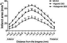 Fig. 2. The effect of miR-383 on infarct size after MCAO. Overexpression of miR-383 by miR-383 agomir injection induces infarct size in the rats of MCAO. Inhibition of miR-383 by miR-383 antagomir significantly reduces infarct size in the rats of MCAO. The x-axis represents the anterior to posterior distance from the bregma. *P < 0.05, **P < 0.01 vs sham, n=3-5 in each group. MCAO: middle cerebral artery occlusion, Agomir-383: miR-383 agomir, Antagomir-383: miR-383 antagomir.