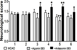 Fig. 3. The effect of miR-383 on neurological scores after MCAO. The evaluation indexes were as following: (1) spontaneous Activity; (2) climbing; (3) forepaw outstretching; (4) symmetry in the Movement of Four Limbs; (5) body proprioception; (6) response to vibrissae touch. Grade of 0 or 1 was as sever impairments. Grade of 3 represents no observable neurological deficits. *P < 0.05, **P < 0.01 vs MCAO. n=3-5 in each group. MCAO: middle cerebral artery occlusion, Agomir-383: miR-383 agomir, Antagomir-383: miR-383 antagomir.