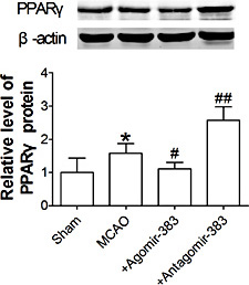 Fig. 4. MiR-383 regulates the expression of PPARγ in vivo. Overexpression of miR-383 by miR-383 agomir injection downregulated PPARγ protein level 24h after MCAO. Inhibition of miR-383 up-regulated the protein level of PPARγ. Upper panels: representative Western blotting bands; Lower pannels: the digital data of Western blotting analysis. *P<0.05 vs sham. #P < 0.05, ##P < 0.01 vs MCAO. n=3 in each group. MCAO: middle cerebral artery occlusion, Agomir-383: miR-383 agomir, Antagomir-383: miR-383 antagomir.