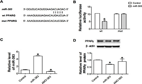 Fig. 5. MiR-383 regulates the expression of PPARγ in vitro. (A) Sequence alignment means the nucleotide complementarity between miR-383 and the 3'UTR of the rat PPARγ. The mutation sites to the gene are underlined. wt: wild type, mut: mutation type. (B) Luciferase reporter gene assay for interactions between miR-383 and binding sites or mutation sites of 3'UTR of the rat PPARγ. wt:wild type, mut: mutation type. (C) Verification of uptake of miR-383 in primary cells. *P < 0.05 vs control. n=3 independent sample for each group. *P < 0.05 vs control. n=3 independent sample for each group. miR-383: miR-383 mimics. AMO-383: antisense oligoribonucleotides to miR-383. (D) Effect of miR-383 on PPARγ protein level in primary cells. *P < 0.05 vs control. n=3 independent sample for each group. miR-383: miR-383 mimics. AMO-383: antisense oligoribonucleotides to miR-383.