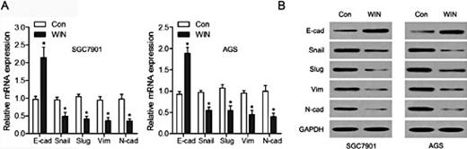Fig. 2. WIN inhibited endothelial to mesenchymal transition (EMT) of GC cells. (A) The mRNA levels of E-cadherin, Snail, Slug, vimentin, and N-cadherin were analyzed by quantitative real time polymerase chain reaction (qRT-PCR) in SGC7901 and AGS cells treated with WIN. (B) The protein levels of E-cadherin, Snail, Slug, vimentin, and N-cadherin, were measured by western blot analysis in SGC7901 and AGS cells treated with or without WIN. *P < 0.05.