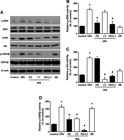Fig. 3. Effects of VPA treatment on modulation of protein expression. The data showed multiple signal transduction pathways modified by VPA and inhibitors. Western blot analysis (A). Quantification of Western blot data for p-ERK activity (B), p-Akt activity (C), p-GSK3β activity (D). The data are presented as means ± SD of six experiments. *P<0.05 vs. control group; #P<0.05 vs. VPA group. PD, PD98059; LY, LY294002; SB, SB216763.