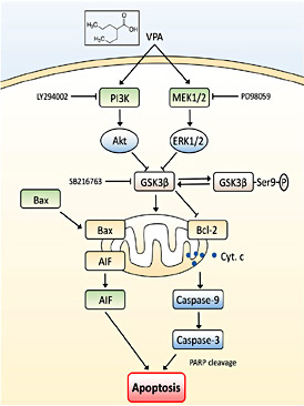 Fig. 6. Illustration of GSK3β as a central apoptosis process for VPA treatment. VPA was able to activate the ERK and Akt pathways, and then lead to GSK3β suppression (phosphorylation) eventually, initiate the mitochondrial apoptosis process. MAPK inhibitor PD98059 and PI3K inhibitor LY294002 were able to antagonize VPA-induced GSK3β suppression and abolish VPA-induced apoptosis in glioma cells. However, GSK3β inhibitor SB216763 was able to directly suppress GSK3β activity and mimic effects of VPA on induction of glioma cell apoptosis.