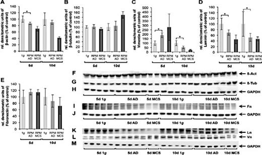 Fig. 4. Alterations of cytoskeletal and extracellular matrix protein content in ARPE-19 cells exposed to simulated microgravity. (A-E) Assessment of the relative protein content of (A) β-actin, (B) β-tubulin, (C) fibronectin, (D) laminin and (E) vimentin in 5d- and 10d-samples correlated to GAPDH. The 5d and 10d 1g-controls were set to 100% (F-M) Protein content of 5 and 10d-experiments. 1g-control (1g), RPM-adherent (AD) and RPM-MCS (MCS) cells were analyzed by Western blotting for their protein content of (F) β-actin, (G) β-tubulin, (I) fibronectin, (K) laminin and (L) vimentin. As a loading control for the cell samples, an antibody against GAPDH was used (H, Jand M). The images shown in F-H‚I-J and K-M were obtained from three separate SDS-gels loaded with identical samples. Following SDS-PAGE and Western blotting membranes were incubated with different primary antibodies as indicated. * = p < 0.05. The positions of β-actin (β-Act), β-tubulin (β-Tub), fibronectin (Fn), laminin (Ln), vimentin (Vn), and GAPDH (GAPDH) are indicated on the right.