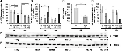 Fig. 5. Quantitative alterations of angiogenenic genes and protein content in ARPE-19 cells exposed to simulated microgravity. (A-B) Gene expression analyses of VEGFA and FLK1 (VEGFA receptor) examined by qRT-PCR. After 5d and 10d 1g-control, RPM-AD cells and RPM-MCS were analyzed for their relative expression levels of (A) VEGFA and (B) FLK1 correlated to 18S rRNA. The 5d and 10d 1g-controls were set to 100% (C) Released VEGF protein in 1g-and RPM-samples determined by a time resolved immunofluorometric assay (TRIFMA). (D) Assessment of the relative protein content of VEGF of samples from 5d- and 10d-samples correlated to GAPDH. (E) Intracellular VEGF protein content of 5d- and 10d-experiments. 1g-control (1g) RPM-adherent (AD) and RPM-MCS (MCS) cells were analyzed by Western blotting. (F) As a loading control for the cell samples, an antibody against GAPDH was used. * = p < 0.05. The positions of VEGF and GAPDH are indicated on the right.
