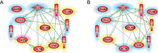 Fig. 6. Mutual interaction of selected genes at gene expression level. 12 selected genes, whose up- or down-regulation were analyzed by qRT-PCR after 5d (A) and 10d (B) of RPM-exposure and shown in Figs. 2, 3 and 5. Blue background indicates down-regulation and red background shows up-regulation. The yellow background refers to non-regulated genes. The lower part of each icon indicates the gene status in MCS cells, whereas the upper part indicates the status of the gene in the AD cells. The green arrows indicate activating and the red arrows inhibiting effects. The grey lines tell that interactions take place between the proteins, whose effects have not been clarified yet. The interaction network was built up using Elsevier Pathway Studio v.11.