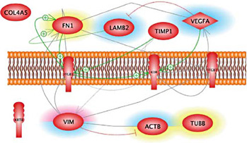 Fig. 7. Mutual interaction and localization of proteins expressed in adherent cells after exposure to simulated microgravity. Interaction and localization of proteins coded by 12 selected genes found in AD cells after 5d (upper part) and 10d (lower part) on the RPM. The green arrows indicate activating and the red arrows inhibiting effects. The grey lines tell that interactions take place between the proteins, whose effects have not been clarified yet. Full lines indicate direct interaction, and dotted lines indicate regulation via intermediates. The icons on colored background indicate the proteins' increase (red) and decrease (blue) as compared to controls. The yellow background refers to unchanged protein content. The interaction network was built up using Elsevier Pathway Studio v.11.