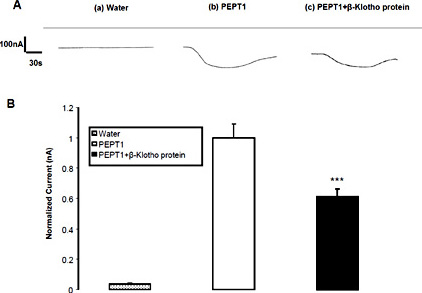 Effect of recombinant human β-Klotho protein on electrogenic peptide transport in PEPT1 expressing Xenopus laevis oocytes. A: Representative original tracings of glycine-glycine (2 mM) - induced current (Igly) in Xenopus laevis oocytes injected with water (a) or with cRNA encoding PEPT1 without (b) and with (c) prior β-Klotho protein (30 ng/ml, 24 h) treatment. B: Arithmetic means ± SEM (n = 15-17) of the normalized glycine-glycine (2 mM) - induced current in Xenopus oocytes injected with water (dotted bar) or expressing PEPT1 without (white bar) or with (black bar) prior β-Klotho protein (30 ng/ml, 24 h) treatment. Control IGly amounted to 79.8 ± 6.9 nA (n = 17). *** (p<0.001) indicates statistically significant difference from PEPT1 expressing oocytes without β-Klotho protein treatment.