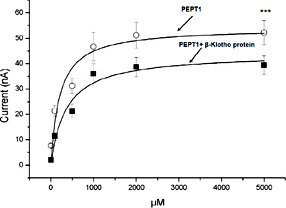 Glycine-glycine induced current in PEPT1 expressing Xenopus laevis oocytes as a function of glycine-glycine concentration without and with prior β-Klotho protein treatment. Arithmetic means ± SEM (n = 9-11) of Igly as a function of glycine-glycine concentration in Xenopus laevis oocytes expressing PEPT1 without (white circles), or with (black squares) prior β-Klotho protein (30 ng/ml, 24 h) treatment. *** (p<0.001) indicates statistically significant difference from PEPT1 expressing oocytes without β-Klotho protein treatment.