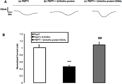 Effect of recombinant human β-Klotho protein in the absence and presence of β-glucuronidase inhibitor DSAL on electrogenic glycine-glycine transport in PEPT1 expressing Xenopus laevis oocytes. A: Representative original tracings of glycine-glycine (2 mM) induced current in Xenopus oocytes injected with cRNA encoding PEPT1 without treatment (a) and with treatment with β-Klotho protein (30 ng/ml, 24 h) alone (b) or together with β-glucuronidase inhibitor D-saccharic acid 1,4-lactone monohydrate (DSAL,10 µM)(c). B: Arithmetic means ± SEM (n = 15-20) of the normalized glycine-glycine (2 mM) induced current in Xenopus oocytes expressing PEPT1without treatment (white bar) or with prior β-Klotho protein (30 ng/ml, 24 h) treatment alone (black bar) or together with β-glucuronidase inhibitor D-saccharic acid 1,4-lactone monohydrate (DSAL,10 µM) (grey bar). Control IGly amounted to 53.4 ± 4.3 nA (n = 17). *** (p<0.001) indicates statistically significant difference from respective oocytes without β-Klotho protein treatment, ## (p<0.01) indicates statistically significant difference from respective oocytes without presence of DSAL.