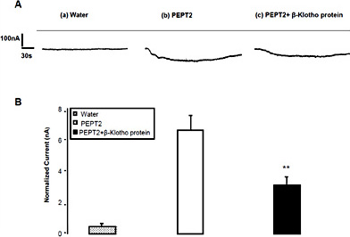 Effect of recombinant human β-Klotho protein on electrogenic glycine-glycine transport in PEPT2 expressing Xenopus laevis oocytes. A: Representative original tracings of glycine-glycine (2 mM) induced current in Xenopus oocytes injected with water (a), or with cRNA encoding PEPT2 without (b) or with (c) prior β-Klotho protein (30 ng/ml, 24 h) treatment. B: Arithmetic means ± SEM (n = 12-13) of the normalized glycine-glycine (2 mM) induced current in Xenopus oocytes injected water (dotted bar) or expressing PEPT2 without (white bar) or with (black bars) prior β-Klotho protein (30 ng/ml, 24 h) treatment. ** (p<0.01) indicates statistically significant difference from PEPT2 expressing oocytes without β-Klotho protein treatment. Control IGly amounted to 70.2 ±5.1 nA (n = 18).