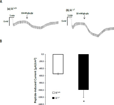 Glycine-glycine induced transepithelial current in intestinal epithelia from klotho-deficient mice (kl-/-) and wild-type (kl+/+) mice. A. Representative original tracings showing the effect of glycine-glycine (gly-gly) (10 mM) on the transepithelial intestinal potential difference in wild-type mice (kl+/+) and klotho-deficient mice (right). Arrows highlight the addition of 10 mM glycine-glycine. B. Arithmetic means ± SEM (n = 4-5) of the glycine-glycine (10 mM) induced equivalent short-circuit current across intestinal epithelium from wild-type mice (white bar) and klotho-deficient mice (black bar). *(p<0.05) indicates statistically significant difference from kl-/- mice (unpaired t-test).
