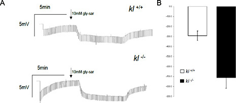 Glycine-Sar induced transepithelial current in intestinal epithelia from klotho-deficient mice (kl-/-) and wild-type (kl+/+) mice. A. Representative original tracings showing the effect of glycine-sar (gly-sar) (10 mM) on the transepithelial intestinal potential difference in wild-type mice (Upper) and klotho-deficient mice (Lower). Arrows highlight the addition of 10 mM gly-Sar. B. Arithmetic means ± SEM (n = 3-4) of the gly-sar (10mM) induced equivalent short-circuit current across intestinal epithelium from wild-type mice (white bar) and klotho-deficient mice (black bar). *(p<0.05) indicates statistically significant difference from kl-/- mice (unpaired t-test).