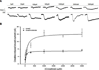 Fig. 2. Electrogenic creatine transport as a function of creatine concentration in CreaT (SLC6A8)-expressing Xenopus laevis oocytes without or with additional expression of GSK3ß. A: Representative original tracings showing the current induced by increasing concentrations of creatine (from 3 µM to 3 mM) in Xenopus laevis oocytes expressing CreaT without (upper panel) or with (lower panel) additional co-expression of wild-type GSK3ß. B: Arithmetic means ± SEM (n = 6) of Icreat as a function of creatine concentration in Xenopus laevis oocytes expressing CreaT without (white circles), or with (black circles) additional co-expression of wild-type GSK3ß.