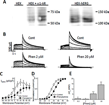 Fig. 1. α1-AR stimulation reduces IhERG and shifts the activation half voltage. A) Membrane expression of α1A-ARs in untransfected and transfected HEK293 cells (left) and channel expression in HEK293 cells stably expressing hERG (right); duplicates are shown. B) Representative hERG current recordings in two HEK-hERG cells transfected with the α1-adrenoceptor before (Cont) and after administration of 2 or 20 µM phenylephrine (Phen). C) Current density-voltage curve and D) voltage dependence of activation in control and after α1A-AR stimulation. E) Concentration-dependence of the effect of phenylephrine on the voltage dependence of IhERG activation. The displacement of the activation half voltage (ΔVh) is plotted against phenylephrine concentration. Mean ± SEM; n = 7-37 paired cells. *p < 0.05; **p < 0.01. Dashed lines indicate the zero current level.