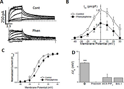 Fig. 6. α1-AR stimulation reduces IKr by a PKC-phosphorylation mediated mechanism. A) IKr recordings in a feline ventricular myocyte in control (Cont) and after application of 20 µM phenylephrine (Phen). B) Current density-voltage curve and C) voltage dependence of activation before and after α1-AR stimulation. D) Displacement of the IKr activation half voltage (ΔVh) induced by α1-AR stimulation in cells without (Ø) and with prazosin (1 µM), diC8-PIP2 or bisindolylmaleimide 1 (BIS-1). Mean ± SEM. n = 10, 5, 6, 5 paired cells. * p < 0.05; **p < 0.01. Dashed lines indicate the zero current level.