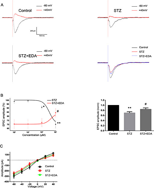 Fig. 1. Effects of STZ and EDA on eEPSCs upon CA1 pyramidal neurons in hippocampal slices. A. Representative traces of eEPSC under control conditions and in response to STZ (1000 µM) and EDA (1000 µM). The recordings were performed at a holding potential of -60 mV. B. STZ induced a significant reduction in peak amplitudes of eEPSCs, while a partial recovery in these amplitudes was observed with EDA (*P < 0.05, **P < 0.01 versus control group, #P < 0.05, ##P < 0.01 versus STZ group). C. Effects of STZ and EDA on average current-holding potentials of one representative neuron (holding potentials ranged from -60 mV to +40 mV). Significant differences were present among these groups.