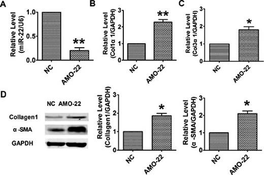Fig. 2. In vitro silencing silencing of miR-22 caused fibrogenesis in cultured cardiac fibroblasts. (A) Real-time PCR analysis the inhibition of miR-22 after transfection of AMO-22 in cultured cardiac fibroblasts. Inhibition of miR-22 induced up-regulation of Col1α1 (B) and Col3α1 (C) at mRNA level. (D) Silencing of miR-22 increased collagen1 and α-SMA expression at protein level in cultured cardiac fibroblasts. n = 3; *p < 0.05, ** p < 0.01 vs. NC group.
