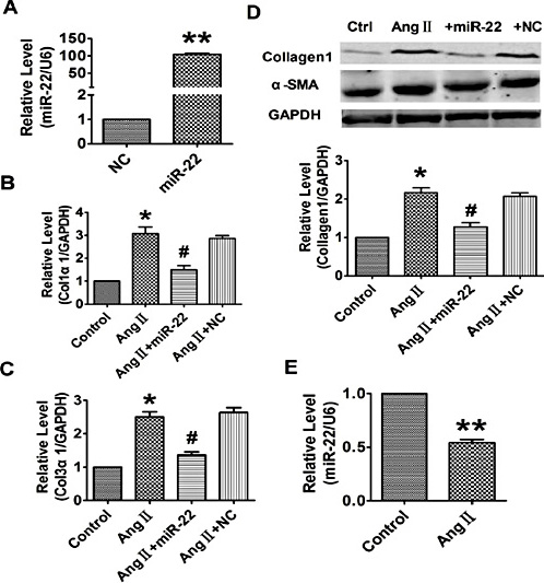 Fig. 3. Forced expression of miR-22 attenuated Ang II-induced fibrogenesis in cultured cardiac fibroblasts. (A) Transfection of miR-22 enhanced the expression of miR-22 in cardiac fibroblasts. Overexpression of miR-22 abrogated increased Col1α1 (B) and Col3α1 (C) caused by Ang II. (D) Forced expression of miR-22 attenuated Ang II-induced up-regulation of collagen1 and α-SMA expression at protein level in cultured cardiac fibroblasts. (E) Show Ang II-induced on the expression of miR-22 in fibroblasts. n = 3, *p < 0.05, ** p < 0.01 vs. NC or Control group. #p < 0.05 vs. Ang II.