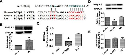 Fig. 4. TGFβRI is a direct target for miR-22. (A) The predicted duplex of miR-22 and its targets sites in the 3'-untranslated region (3'-UTR) of TGFβRI. (B) Western blot analysis the alteration of TGFβRI in the mice after MI. (C) Dual luciferase assay was performed in HEK293 cells transfection of luciferase reporter construct alone or cotransfected with miR-22 or NC. Firefly luciferase activity was normalized to Renilla luciferase activity for each sample. (D) Western blot was performed to verify the effect of miR-22 on TGFβRI at protein level. (E) Real time PCR analysis the effect of miR-22 on TGFβRI at mRNA level. n = 3; *p < 0.05 vs. Sham or NC group.