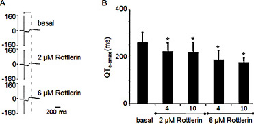 Fig. 5. Functional effect of Rottlerin on Kv7.1/KCNE1 channels in human iPSC cardiomyocytes. A IPSC cardiomyocytes expressing Kv7.1-EGFP were plated on MEA and the corrected QTe (QTc) was recorded under control conditions and after application of 2 µM and 5 µM Rottlerin. (n = 7, ± SEM, paired t-test *p<0.05). B Example of one MEA experiment indicating the corrected maximal QT-equivalent (QTe-cmax) under basal conditions, at 2 µM and 5 µM Rottlerin after 4 or 10 min of Rottlerin application.