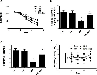 Fig. 1. Results of Morris water maze test. Resveratrol enhanced learning and memory in diabetic rats. (A) Escape latency. (B) The time spent in the target quadrant after removal of the platform. (C) The number of crossings in platform area. (D) Swimming speed in different groups. *p<0.05 vs. Con group. #p<0.05 vs. DM group.