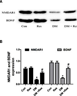 Fig. 5. Western blotting analysis reveals NMDAR1 and BDNF expression. (A) NMDAR1, BDNF protein bands. (B) The relative protein expression of NMDAR1 and BDNF. *p<0.05 vs. Con group. #p<0.05 vs. DM group.