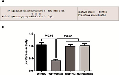 Fig. 4. IGF-1 verified as a target of miR-135a. A, Target Scan software was used to predict miR-135a with binding sites in the 3’ untranslated region (UTR) of IGF-1 mRNA; B, detection of luciferase reporter gene activity: in the A549 cells cotransfected with miR-135a mimics and IGF-1 3’UTR Wt/Mut plasmids, miR-135a inhibited the luciferase activity of Wt plasmid but failed to affect the luciferase activity of Mut.