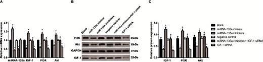 Fig. 9. The expression levels of IGF-1, PI3K and Akt mRNA and protein among the blank, NC, miR-135a mimics, miR-135a inhibitors, IGF-1 siRNA and miR-135a inhibitors + IGF-1 siRNA groups. A, the expression levels of miR-135a and IGF-1, PI3K and Akt mRNA; B, gray values of IGF-1, PI3K and Akt protein bands; C, the expression levels of IGF-1, PI3K and Akt protein; *, P < 0.05 compared with the blank group; #, P < 0.05 compared with the IGF-1 siRNA group; miR-135a, microRNA-135a; IGF-1, insulin-like growth factor-1; PI3K, phosphatidylinositol 3-kinase; Akt, protein kinase B; qRT-PCR, quantitative real-time polymerase chain reaction.