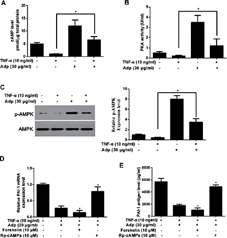 Adiponectin Inhibits TNF-α-Activated PAI-1 Expression Via the cAMP-PKA ...