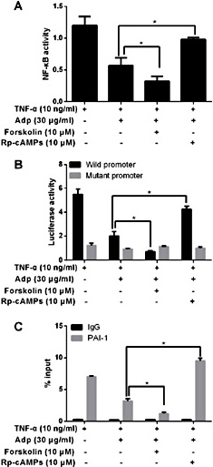 Adiponectin Inhibits TNF-α-Activated PAI-1 Expression Via the cAMP-PKA ...
