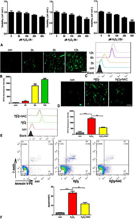 Fig. 1. H2O2 induced ROS generation and inhibited cell viability in H9C2s. (A). CCK-8 was used to measure H9C2 cell viability after exposure to 50,100,200 and 500 µM H2O2 for 3 h, 6 h and 12 h. (B-C). ROS generation induced by H2O2 (500 µM) at 3 h, 6 h and 12 h was detected by fluorescence microscopy and FCM. (D-E). NAC, an antioxidant, reduced the ROS generation induced by H2O2 (500 µM) exposure for 12 h, as detected by fluorescence microscopy and FCM. (F). H9C2 cell apoptosis increased after exposure to H2O2 (500 µM) for 12 h, and the apoptotic effect was ameliorated by NAC, as detected by FCM. Each bar represents the mean±SD of three independent experiments. Transverse line=100µm. *P<0.05; **P<0.01; and ***P<0.001 compared with the control group.