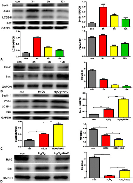 Fig. 2. Changes in H2O2-induced autophagy and apoptosis in H9C2s at different time points. (A). WB was used to detect H2O2 (500 µM)-induced changes in autophagy proteins, LC3B, Beclin-1 and p62, at3 h, 6 h and 12 h. (B). WB was used to detect H2O2 (500 µM)-induced changes in apoptosis-related proteins, Bcl-2 and Bax, at 3 h, 6 h and 12 h. (C). NAC counteracted the H2O2 (500 µM)-induced reduction in cell autophagy proteins at 12 h. (D). NAC restored the H2O2 (500 µM) induced change in the Bcl-2/Bax ratio at 12 h. Each bar represents the mean±SD of three independent experiments. *P<0.05; **P<0.01; and ***P<0.001 compared to the control group.